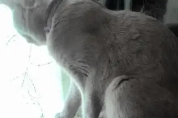 Найдена кошка на ул. Лермонтова, Симферополь