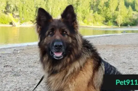 Найдена собака в районе Мельничной Пади, Иркутская область