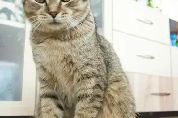 Найден кот на Малиновского в Красноярске
