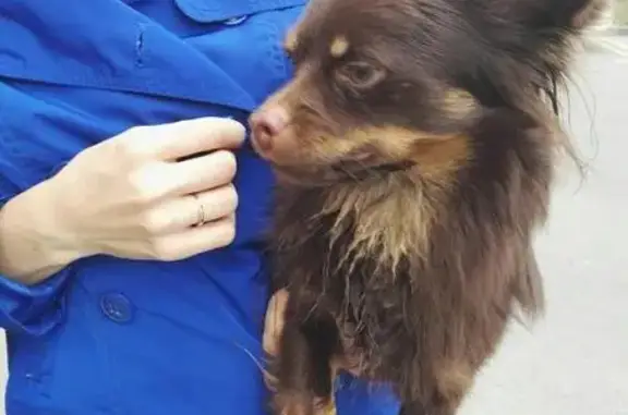 Найдена собака в Красносельском районе, г. Санкт-Петербург