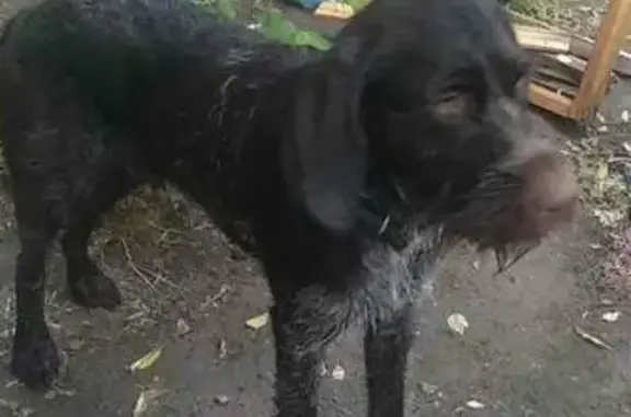 Пропала собака Айкан в Ивантеевке