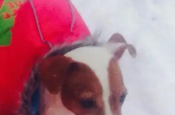 Пропала собака Леди в районе Ховрино, Москва