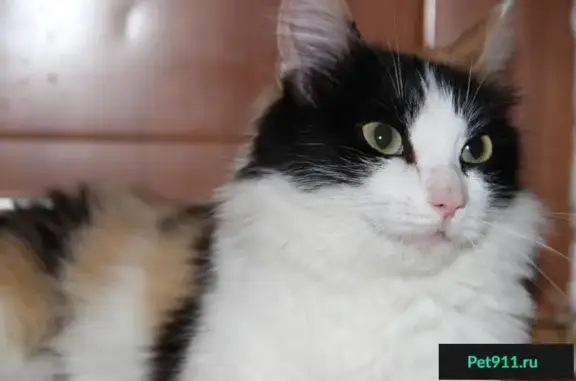 Найдена ищет дом: молодая стерилизованная кошка в Красноярске