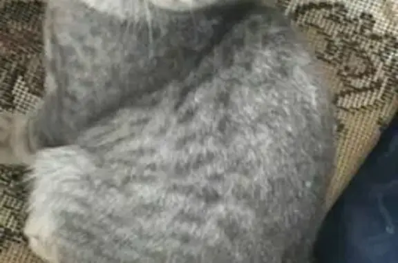 Пропал кот на ул. Калийной в Соликамске