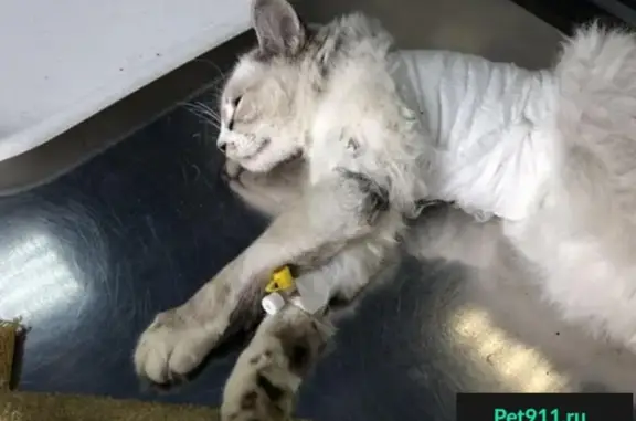 Найдена светлая кошка с кремовым хвостом в Чите