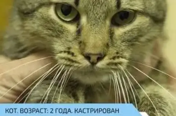 Найден кот с дефектом уха - Ластик, ищет дом!