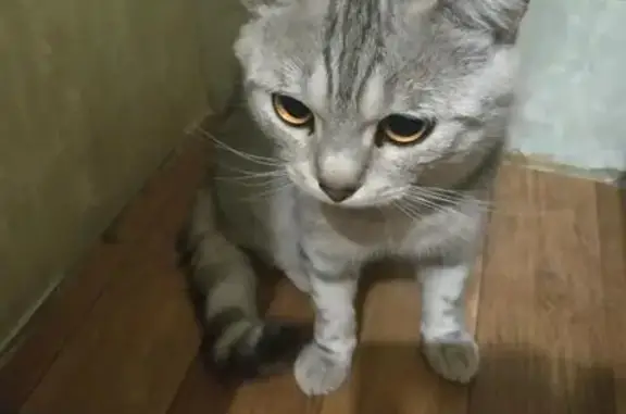 Найден породистый кот в Орехово-Зуево