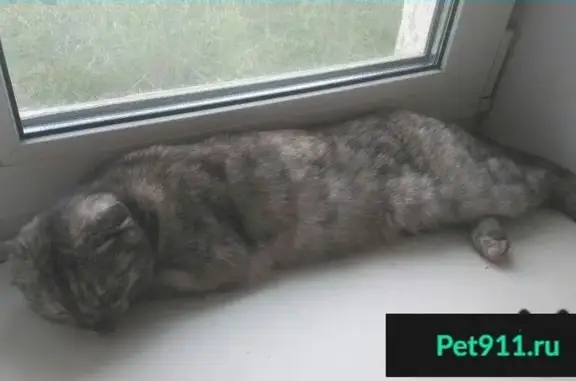 Найдена вислоухая кошка в Оренбурге