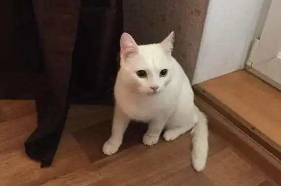 Найден кот на ул. Волгоградская, Барнаул