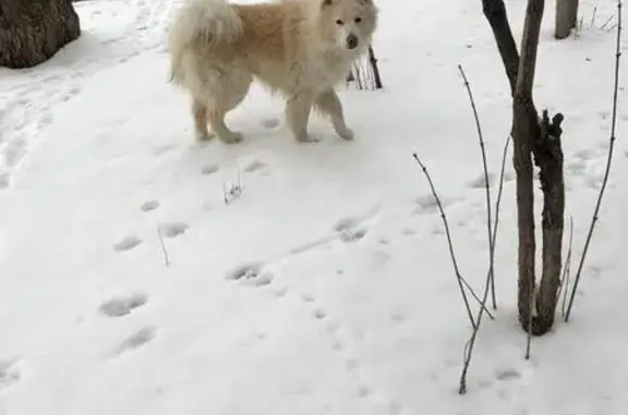 Найдена собака в Ворошиловском районе Волгограда