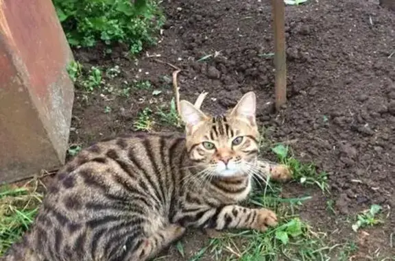 Пропала котка в Красногорске, Московская область