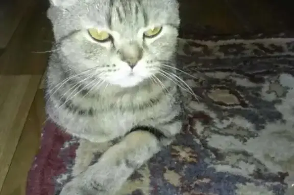Пропала шотландская кошка на улице Бекетова 23 в Чите