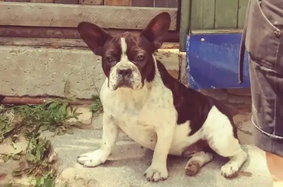Найдена собака на Тускарной в Курске