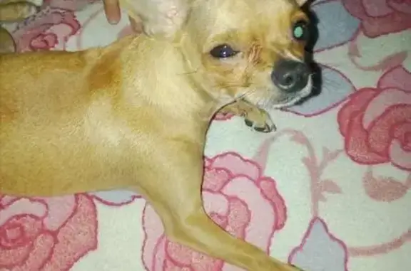 Найден пес в Королёве, Чихуахуа с слезящимся глазом около магазина 'Магнит'