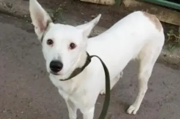 Найдена собака в Железнодорожном, Москва