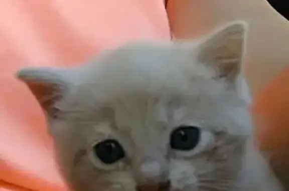 Персик - милый котенок ищет дом в Калининграде