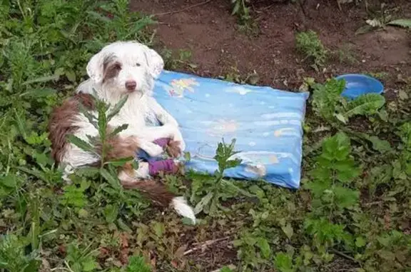 Найдена собака с травмированными лапами в Деденево, Московская обл.