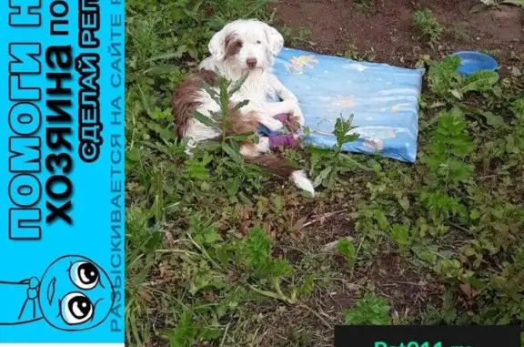 Пропала и найдена собака в Дмитрове, травмированы задние лапы.