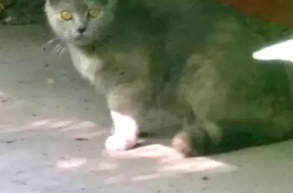Потеряшка кошка на Судостроительной, Москва
