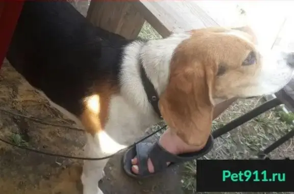 Пропала собака Дейзи в Толмачево, Раменский район