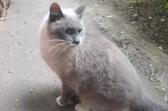 Найдена серая кошка с голубыми глазами на ул. Шумилова, Москва