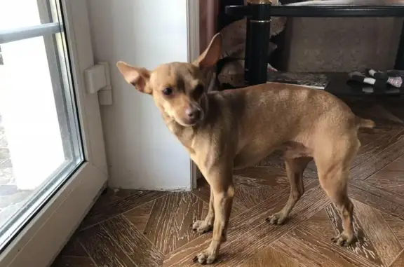 Найдена собака в Верховье, Калужской области