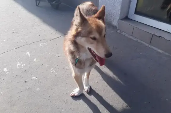 Собака без опаски на Киевской, 80 (Калининград)