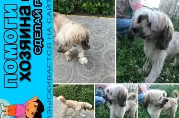 Пропала и найдена китайская пуховая хохлатая собака в Мытищах