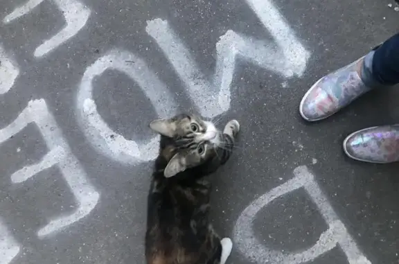 Ласковая кошка ищет хозяина в Москве, ул. Бутлерова, 28