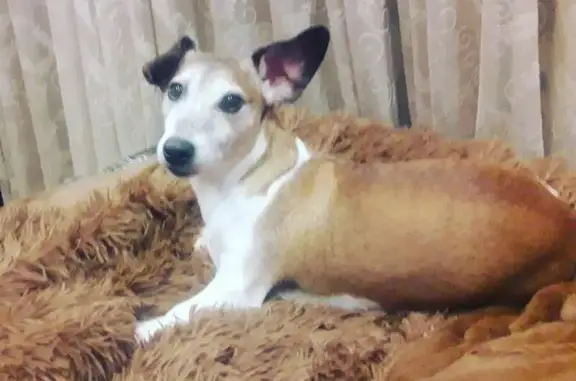 Пропала собака Чёпер в Туапсе, Краснодарский край