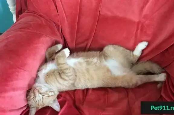 Пропала рыжая кошка Клепа в Домодедово