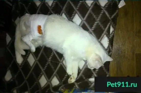 Пропала кошка, найден белый кот на пр. Ленина 9 а.