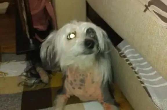 Найдена собака около метро Гражданский проспект