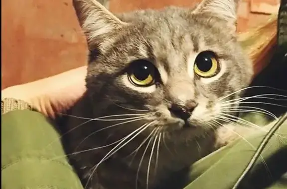 Найден домашний кот в Коммунарке, нужен хозяин