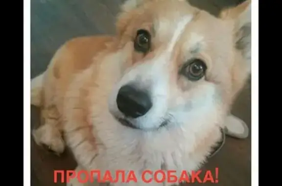 Пропала собака в поселке Моква, Курская область