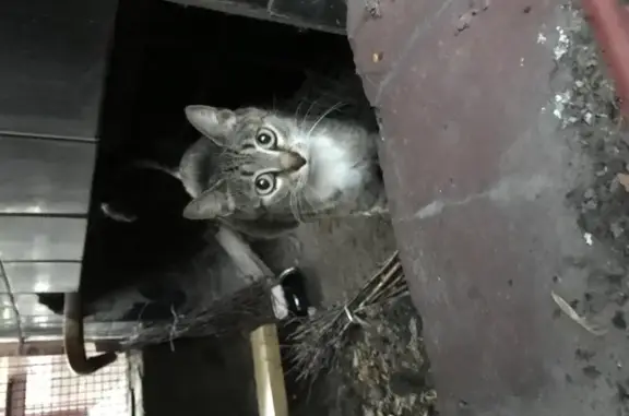 Новая кошка в подвале возле метро Бауманская