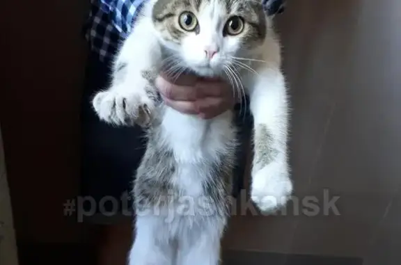 Найден котенок на ул. Сибиряков-Гвардейцев
