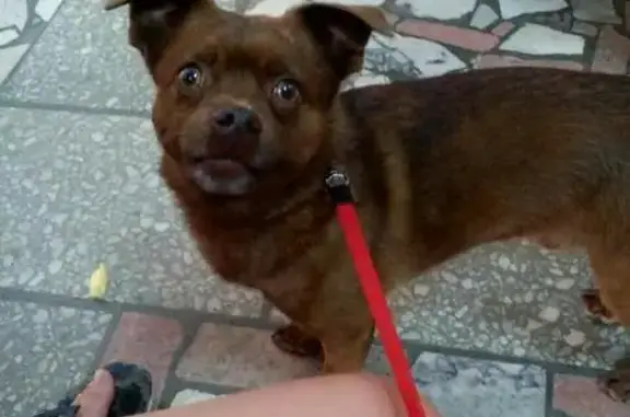 Пропала собака Чибо в Чайковском, Пермский край