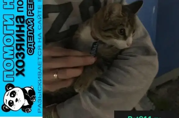 Пропала кошка, найден кот Vega в Казани