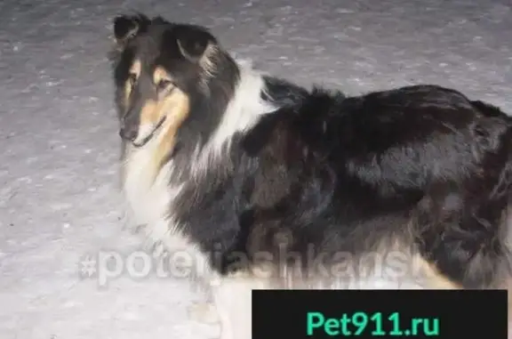 Пропала собака в Ленинском районе, колли, черный окрас.
