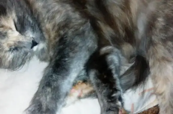 Пропала кошка Стася в районе военного городка, Пенза