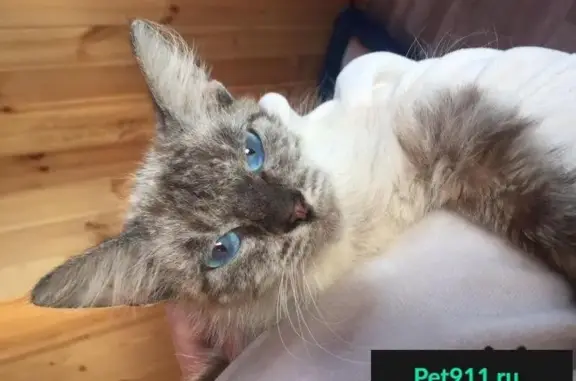 Пропала кошка в Екатеринбурге, найдена пушистая сиамская кошечка