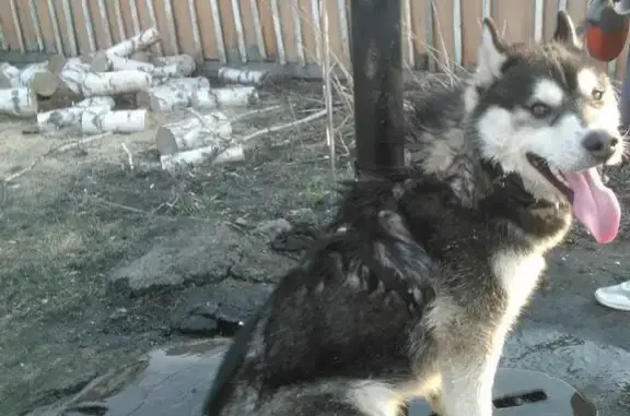 Пропала собака породы Хаски в Челябинской области, Кунашакском районе - помогите найти!