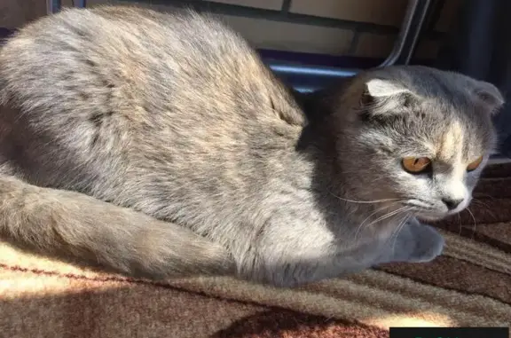 Найдена шотландская кошка в Липецке
