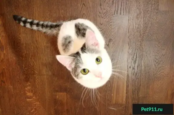 Найдена кошка Молли, ищет дом в Екатеринбурге