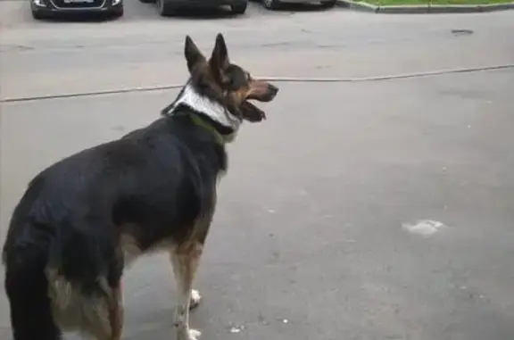 Найдена собака в Москве на Керамическом проезде
