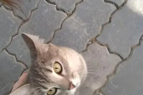 Найдена кошка на Потанинской, угол вуза НТИ РГУ