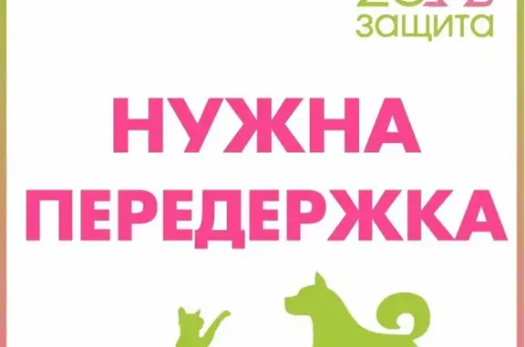 Найдена кошка в Томске, нужна передержка или дом