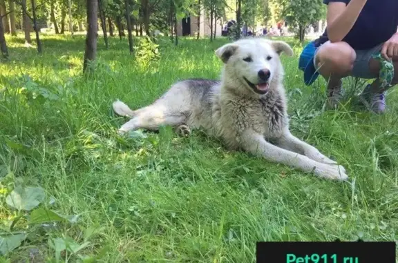 Пропала собака найдена в парке горького в Казани