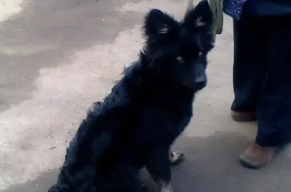 Пропала собака Фил на улице Сукромка, Мытищи